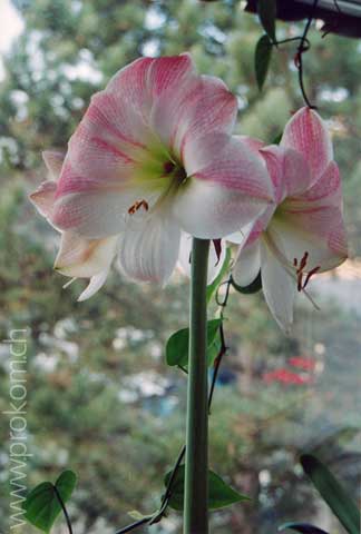 Amaryllis