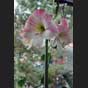 Amaryllis