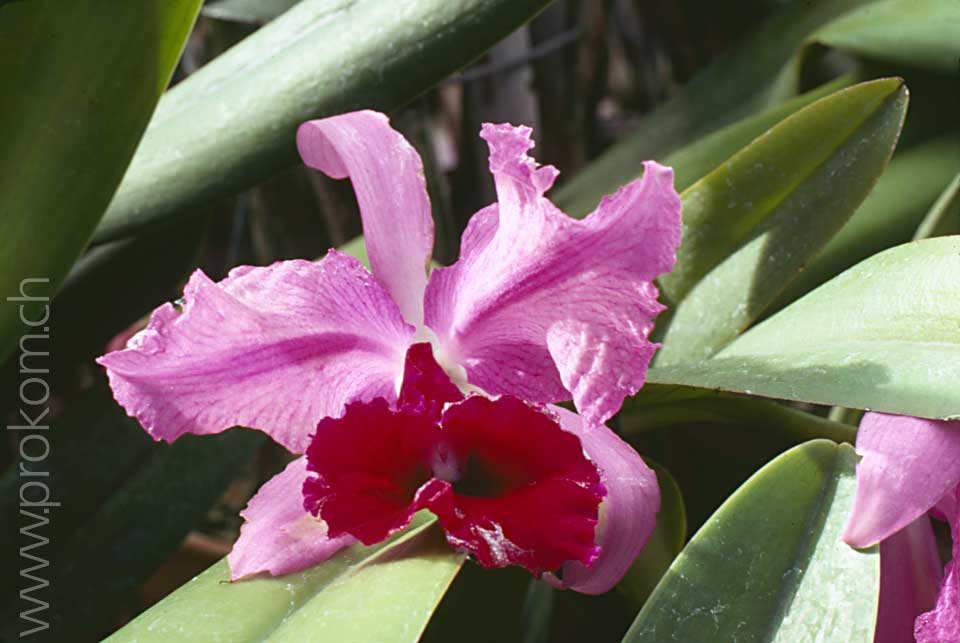 Cattleya