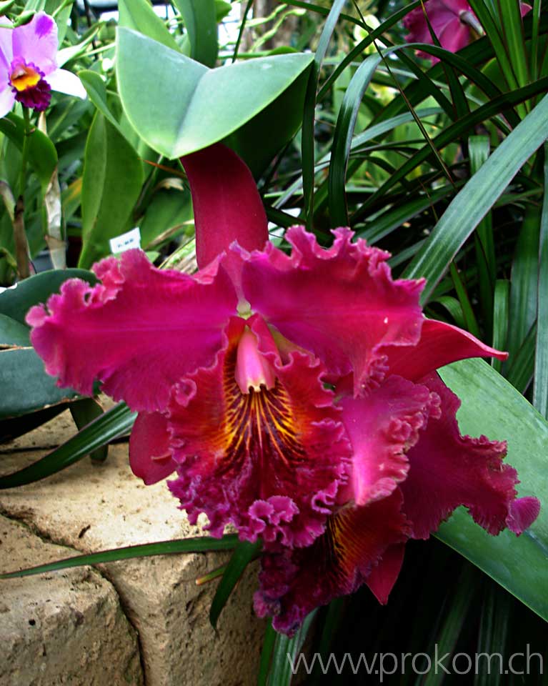 Cattleya
