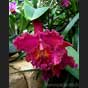 Cattleya