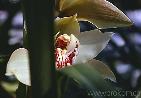 Cymbidium