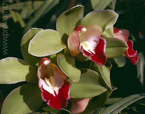 Cymbidium