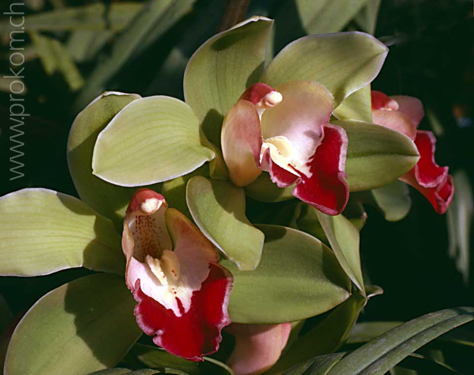 Cymbidium