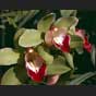 Cymbidium