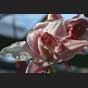 Cymbidium