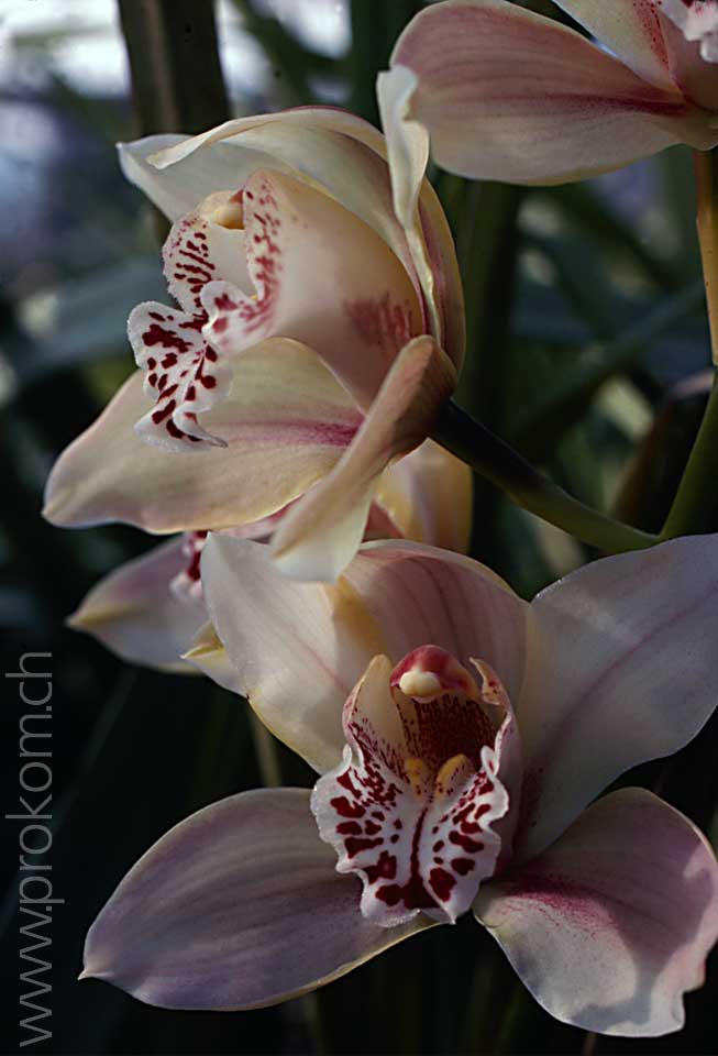 Cymbidium