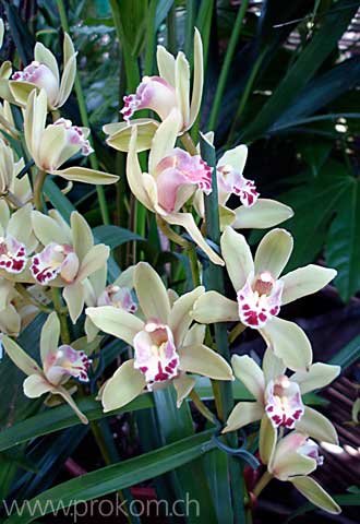 Cymbidium