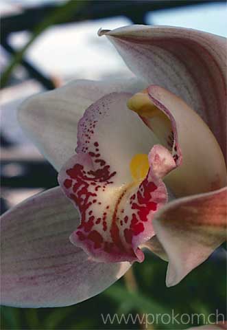 Cymbidium