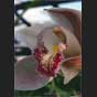 Cymbidium