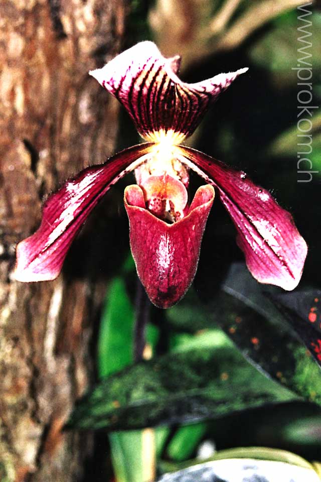 Paphiopedilum