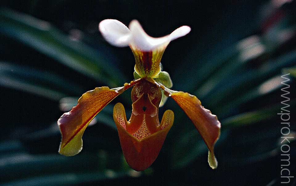 Paphiopedilum