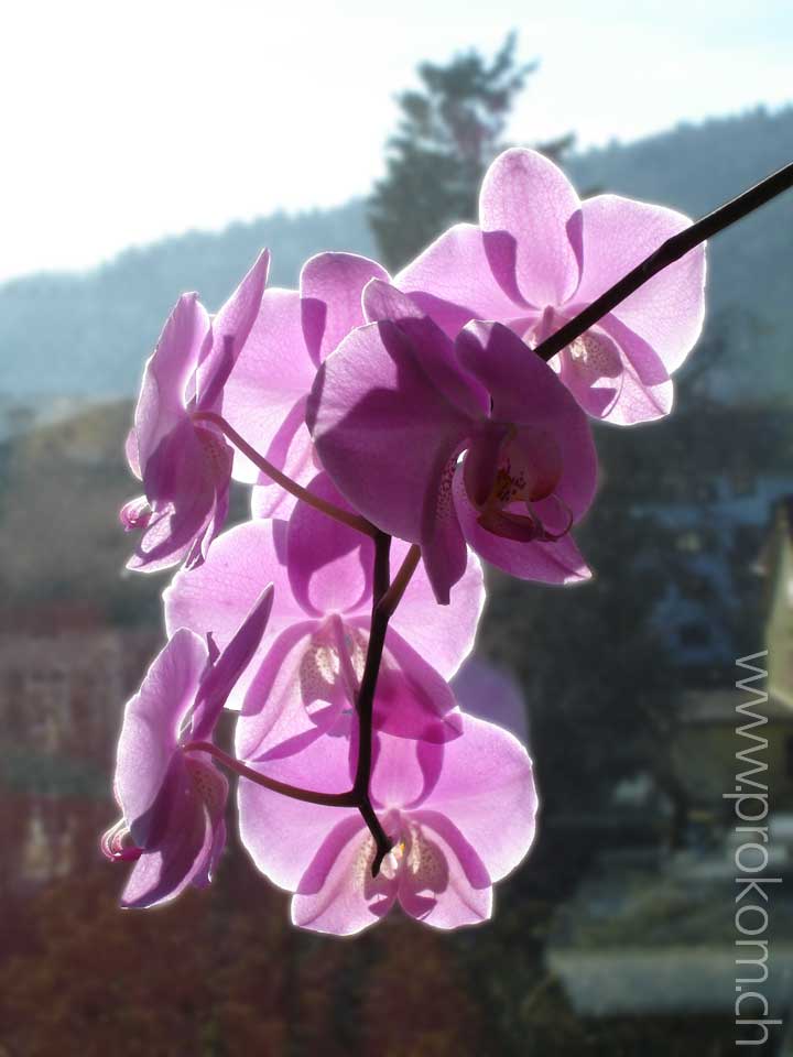 Phalaenopsis