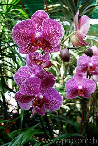 Phalaenopsis