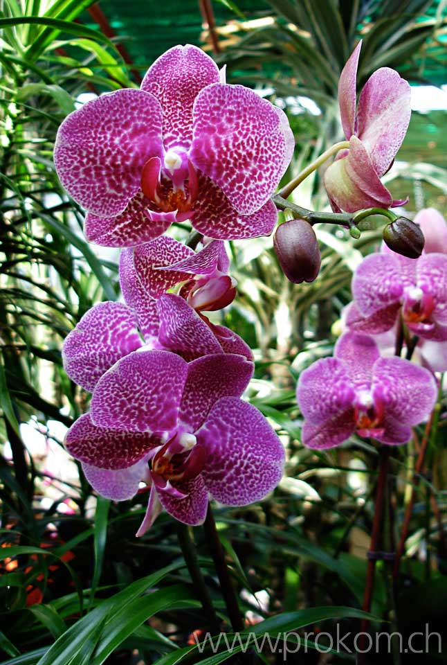 Phalaenopsis