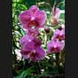Phalaenopsis