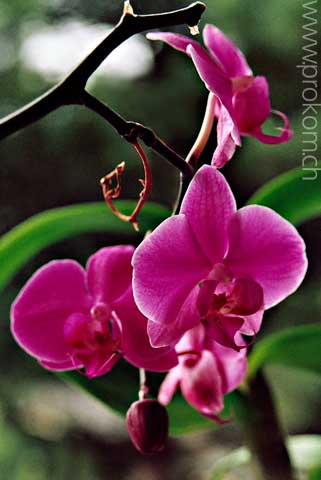Phalaenopsis