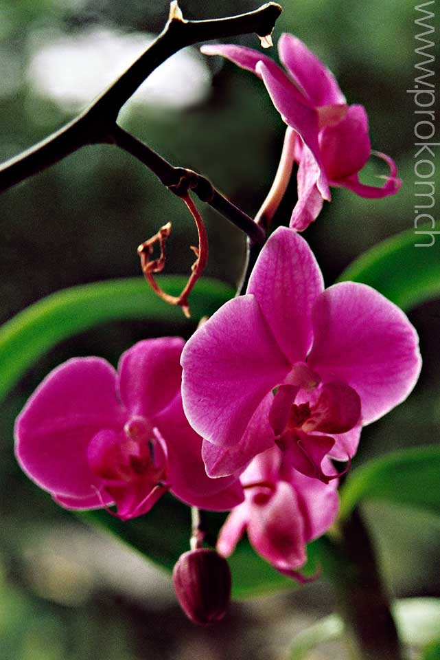 Phalaenopsis