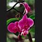 Phalaenopsis