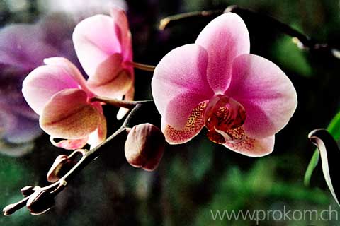 Phalaenopsis