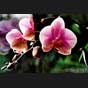 Phalaenopsis