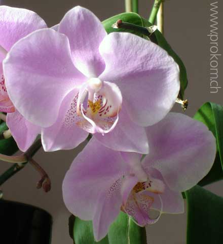 Phalaenopsis
