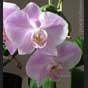 Phalaenopsis