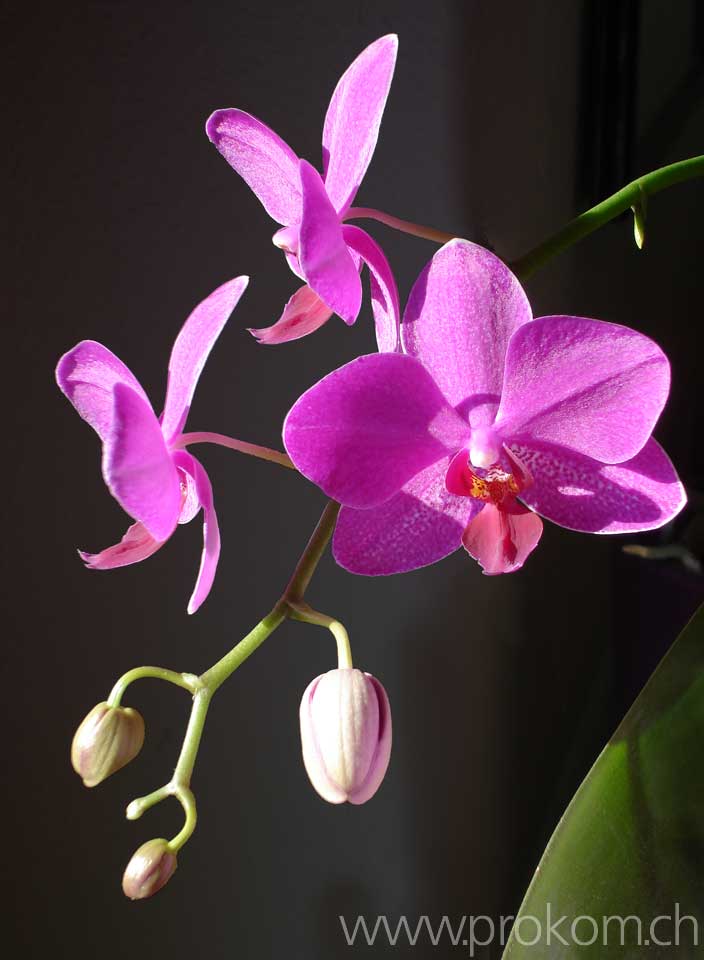 Phalaenopsis