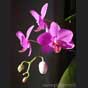 Phalaenopsis