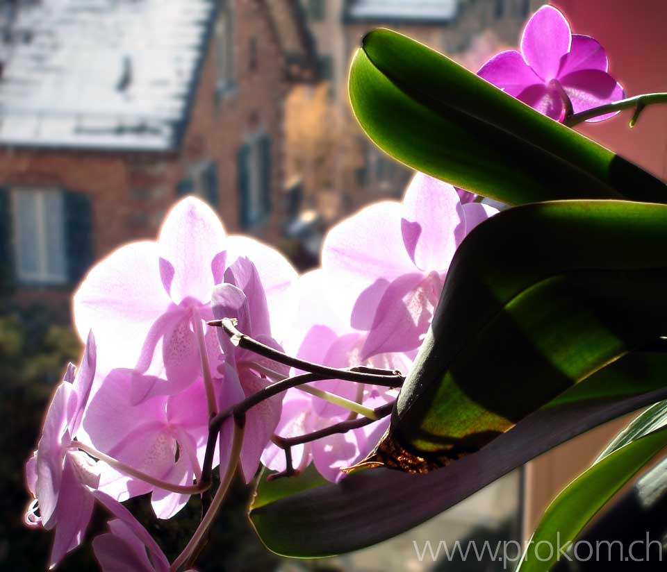 Phalaenopsis