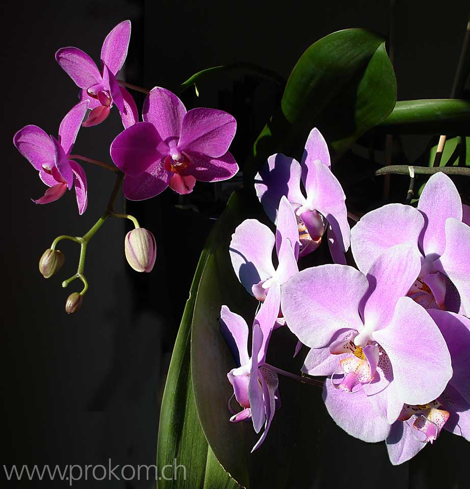 Phalaenopsis