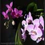 Phalaenopsis