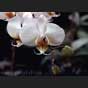 Phalaenopsis