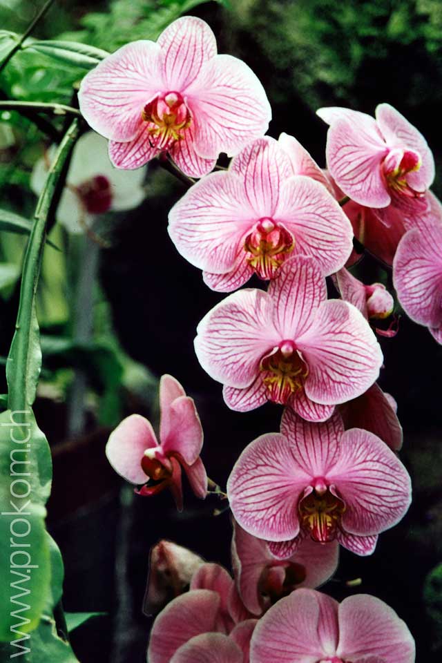 Phalaenopsis