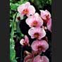 Phalaenopsis