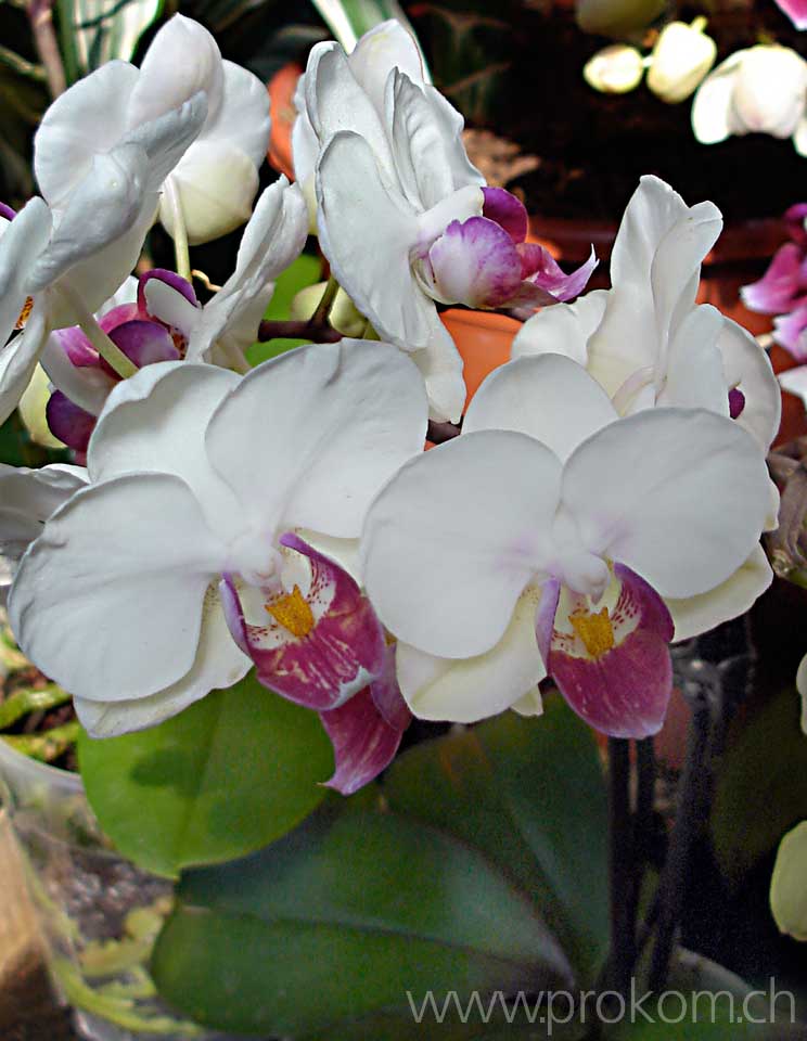 Phalaenopsis
