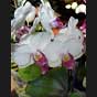 Phalaenopsis