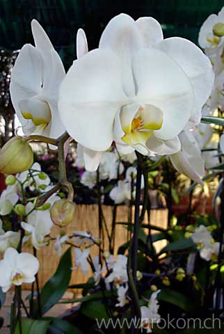 Phalaenopsis
