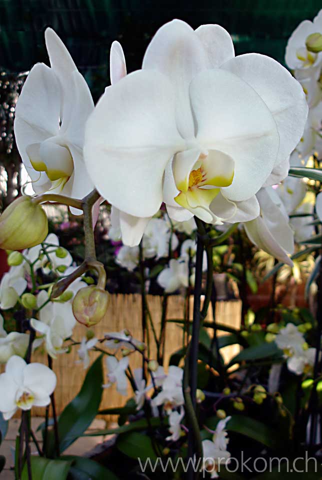 Phalaenopsis