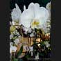 Phalaenopsis