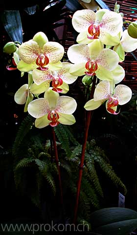 Phalaenopsis