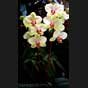 Phalaenopsis