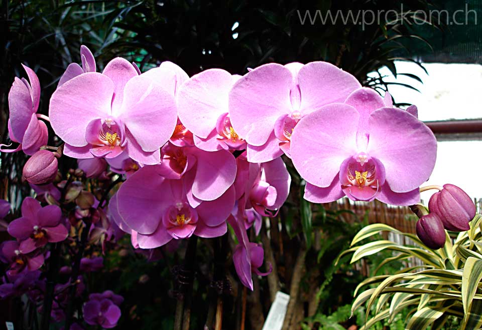 Phalaenopsis