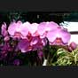 Phalaenopsis