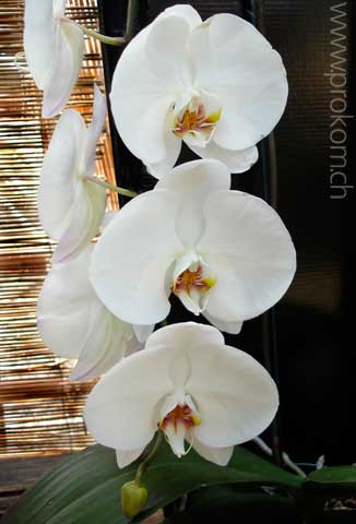 Phalaenopsis