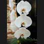 Phalaenopsis
