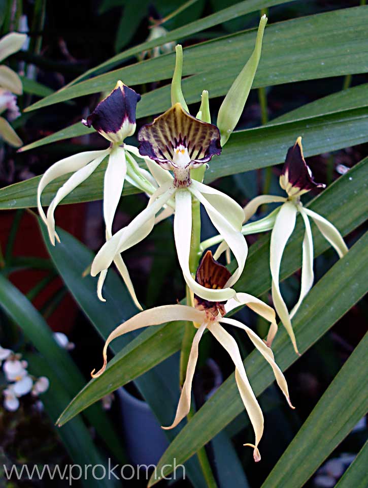 Encyclia octopussy