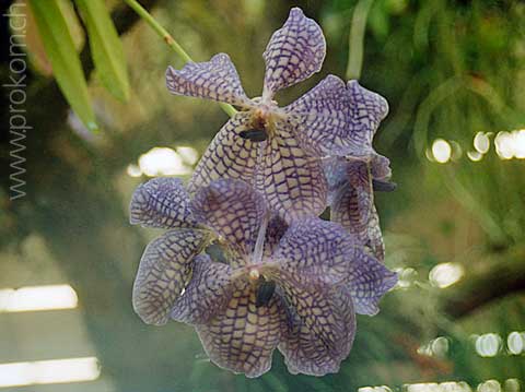 Vanda Variante
