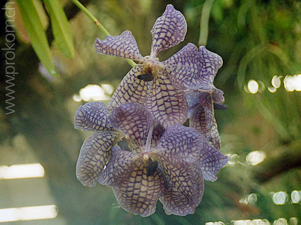 Vanda Variante