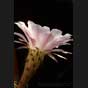 Kaktusblüte